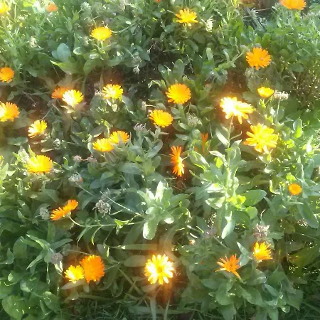 Fattoria Didattica Gli Allori *