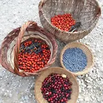 Fattoria Didattica Gli Allori *